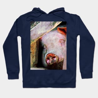 Pigs - Pig Sleeping Hoodie